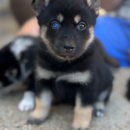 Pomsky Puppies from Ponderosa Pomskies