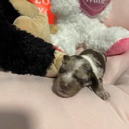 Griff - Dapple male Dachshund puppy in Casselberry, Florida from Amore Mini Dachshund Breeders & More