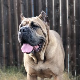 Stella - Cane Corso