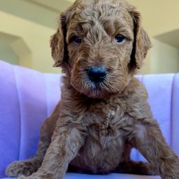 Beverly - Apricot female Goldendoodle puppy in Lancaster, California from Kid's Best Doodle