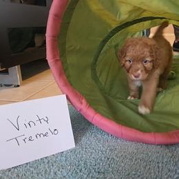 Vinty Tremelo - Red gold female Nova Scotia Duck Tolling Retriever puppy in Austin Tx, Texas from Hearts and Paws