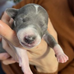 Girl 2 - White and blue Italian Greyhound puppy in Myrtle Creek (3 Hr South Of Portland), Oregon from Ziggy's Iggys Northwest