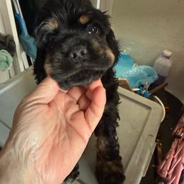 Libby - Black and tan female Cocker Spaniel puppy in Ocala Fl, Florida from Encore Cockers