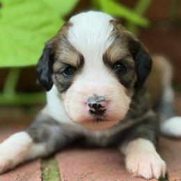 Ginger - Sable female Bernedoodle puppy in Russellville, Arkansas from Crossgate Doodles