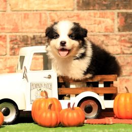 Argyle - Black tri-color male Australian Shepherd puppy in Crosby, Texas from Monarch Australian Shepherds