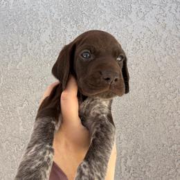 Orange boy - Liver and white male German Shorthaired Pointer puppy in Roseville, California from Valley Pointers