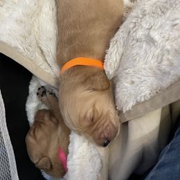 Golden Retriever Puppies from Tradershire Goldens