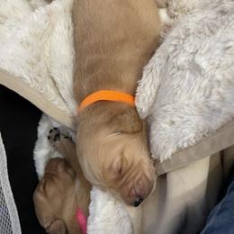 Golden Retriever Puppies from Tradershire Goldens