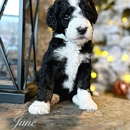 June - Tri-color female Bernedoodle puppy in Salina, Oklahoma from Hudson Shore Bernedoodles