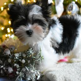 Jade - Parti female Yorkshire Terrier puppy in California from Skyridge Puppies