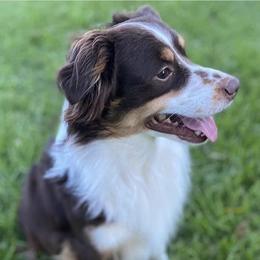 Reese - Miniature American Shepherd