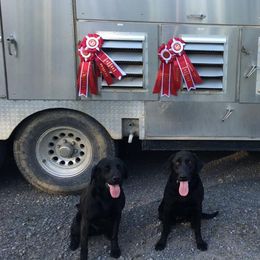 Labrador Retrievers from Blackland Retriever kennels