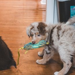 Miniature Australian Shepherd Puppies from The Kelley Crew