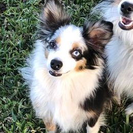 Miniature Australian Shepherds and Toy Australian Shepherds from SK's Toy & Mini Aussies