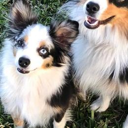 Miniature Australian Shepherds and Toy Australian Shepherds from SK's Toy & Mini Aussies