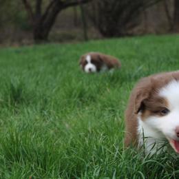 Australian Shepherd Puppies from Starlit Grove Australian Shepherds