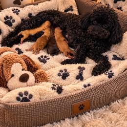 Poodle puppies from Davie Toy Poodles