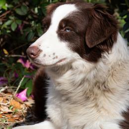 Zuri - Australian Shepherd