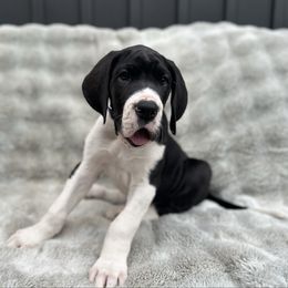 Dijorno - Mantle male Great Dane puppy in Liberty, New York from Catskills Greatest Danes