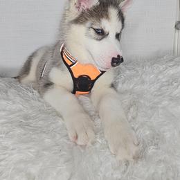 Siberian Husky Puppies from Springfield Huskies