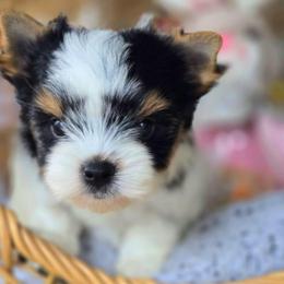 Charlie - Black tan and white male Biewer Terrier puppy in California from Corazon de gigante