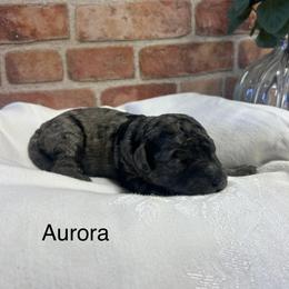 Girl 3 - female Golden Mountain Doodle puppy in Powell, Wyoming from Doodles of Joy