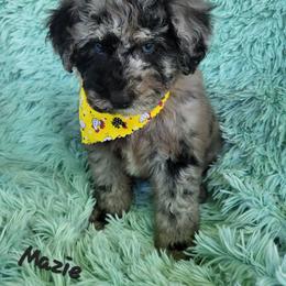 Mazie - Merle female Goldendoodle puppy in Fairmont, West Virginia from Mountainside Doodles, LLC