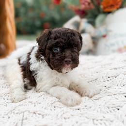 Smores - Parti male Poodle puppy in Graham, North Carolina from Cyndi’s Poodles
