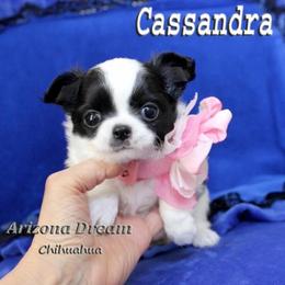 Cassandra - Black and white female Chihuahua puppy in Mesa, Arizona from Arizona Dream Chihuahuas