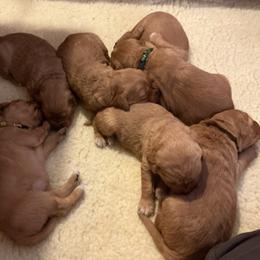 Girl 4 - female Golden Retriever puppy in Groton, New York from Thornfield Farm Goldens