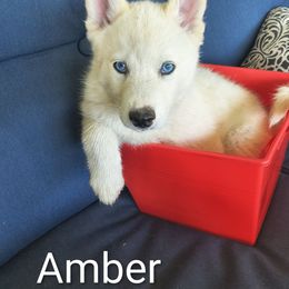 Amber - White female Pomsky puppy in Blackfoot, Idaho from Snake River Pomskys