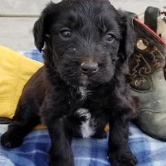 Double Doodles from Cow Town Doodles