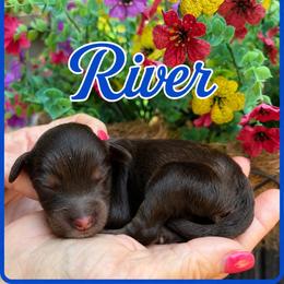 River - Phantom male Goldendoodle puppy in Charlotte, North Carolina from Hopeful Heart Doodles