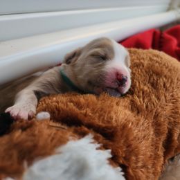 Labradoodle Puppies from Tyson's Farm Doodles