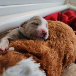 Labradoodle Puppies from Tyson's Farm Doodles