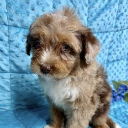 River - Red merle male Miniature Australian Shepherd puppy in Marshall, Arkansas from Buffalo River Puppies