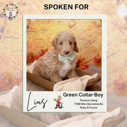 Green collar - Linus - Yellow and white male Bernedoodle puppy in Lexington, North Carolina from Deborah’s Doodles
