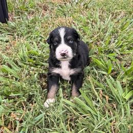 Girl 7-Black Tri - Black tri-color female Australian Shepherd puppy in Mayfield, Kentucky from Hamilton Farms