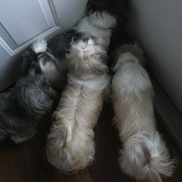 Shih Tzu Puppies from Sugar Paws Heavenly Shih Tzu’s