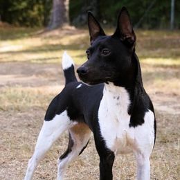 Spice - Rat Terrier