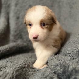Celeste - Red merle female Australian Shepherd puppy in Athens, Texas from Ricochet Corgis