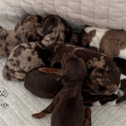 Memory - Chocolate female Cavapoo puppy in Beckley, West Virginia from By Design Doodles