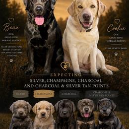 Dilute Retriever puppies from NorCal Silver & Coal Labradors