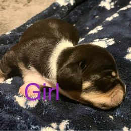 Dachshund Puppies from Hernandez Mini Deli Cutz