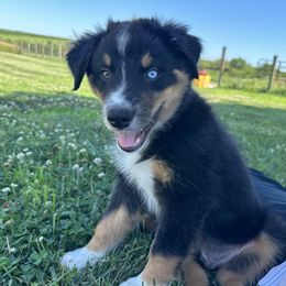Australian Shepherd Puppies from CV Aussies
