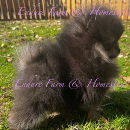 Pomeranian puppies from Endure Farm Inc