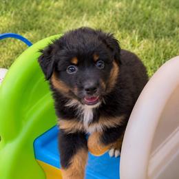 Katmai - Black tri female Miniature Australian Shepherd puppy in Macomb, Missouri from Show Me MO Aussies