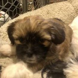 Shih Tzu Puppies from Magnolia Small Breeds
