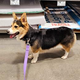 General Lee - American Corgi