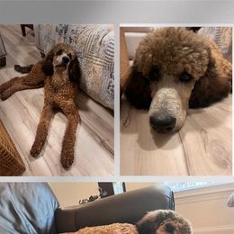 Poodle Puppies from Heartland Poodles and Doodles